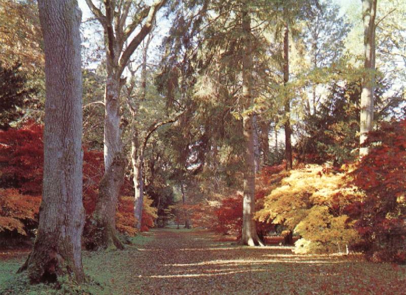 unknow artist Westonbirt Arboretum china oil painting image